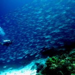 トゥバタハ珊瑚礁群自然公園